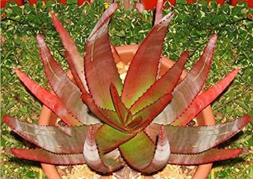 Heirloom 10 Seeds Aloe Capitata Gneissicola Exotic Cacti Succulent Rare Cactus Seed Agave