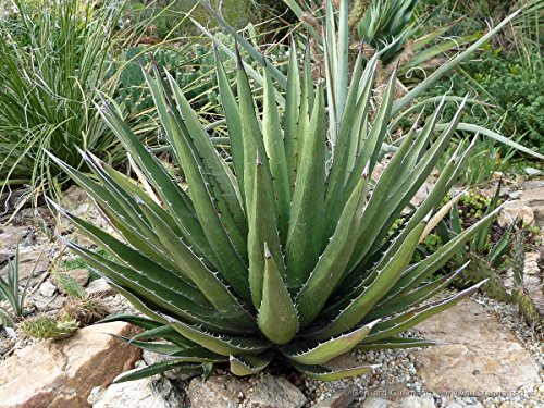 Heirloom Agave Lechuguilla  Succulent Rare Cactus Seed 15 Seeds