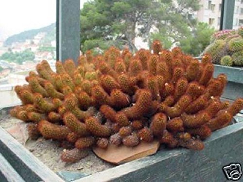 Mammillaria Elongata Cacti  Rare Cactus Seed 20 Seeds