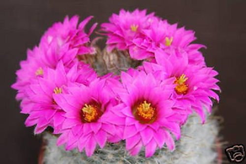 Mammillaria Guelzowiana cacti rare cactus seed 15 SEEDS