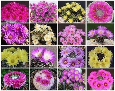 Mammillaria MIX Exotic Cacti Rare Cactus Seed 100 Seeds