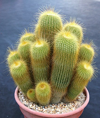 Notocactus leninghausii exotic columnar cacti parodia rare cactus seed 50 SEEDS