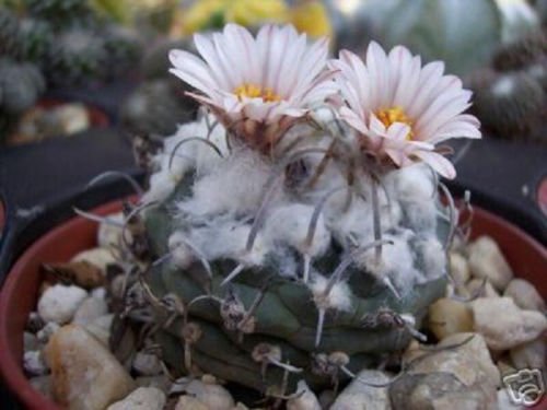 Turbinicarpus schmiedickeanus exotic niniature mexican rare cactus seed 50 SEEDS