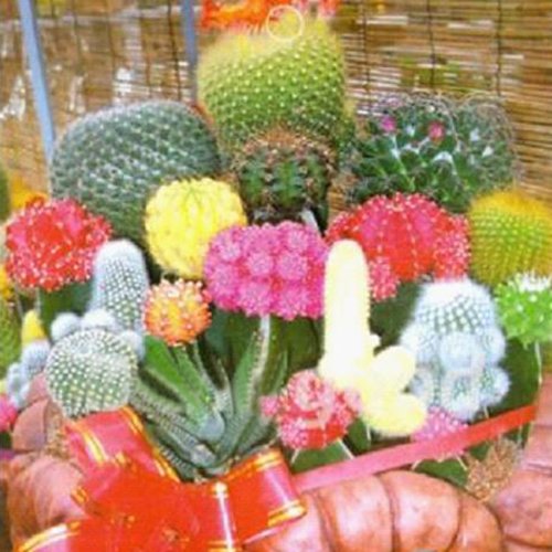 10 Mixture Of Cactus Cactaceae Color Succulents Garden Plant SEED