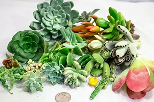 15 Assorted Succulent Cuttings No 2 Cuttings Alike Great For Terrariums Mini Gardens And As Starter Plants