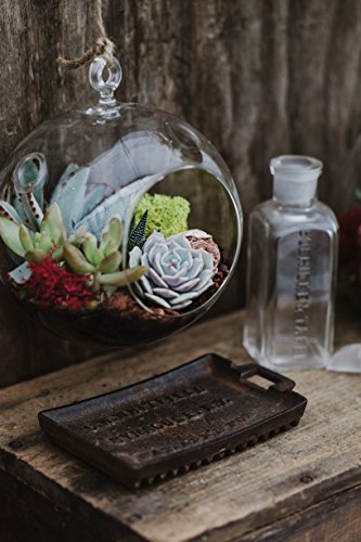 Hanging Globe Glass Terrarium - Indoor Succulent Garden plants Included