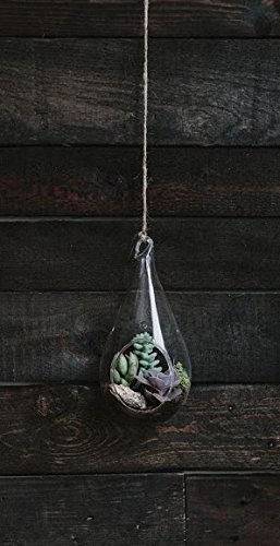 Hanging Teardrop Glass Terrarium - Indoor Succulent Garden Plants Included