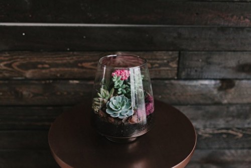 Signature Glass Terrarium - Indoor Succulent Garden Plants Included