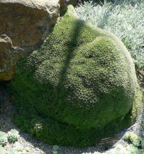 4&quot Abromeitiella Brevifolia Rare Succulent Ground Cover Plant Huge Cluster Cacti