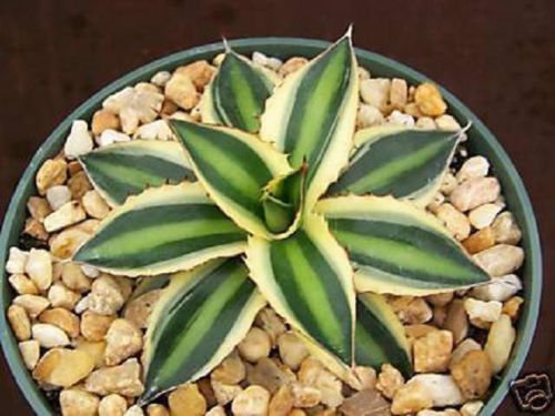 Agave lophantha v quadricolor variegated rare succulent plant cactus huge 6 L