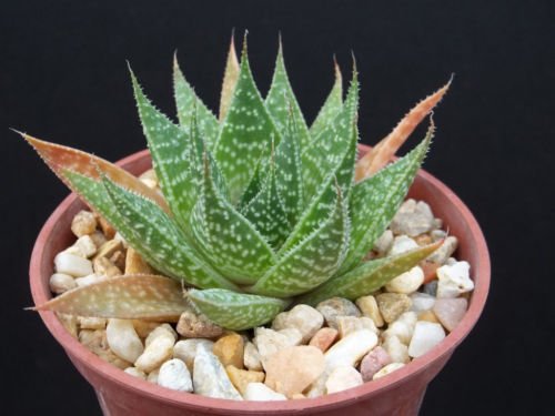 Aloe aristata exotic rare succulent plant cactus 4 pot