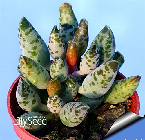 Big Promotion10 Seedlot Ball cactus seeds rare succulent plant seeds Bonsai Celestial Flower pot planters FloresP6WCCN