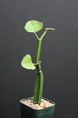 Cissus quadrangularis exotic rare succulent plant vine climber square stem 2pot
