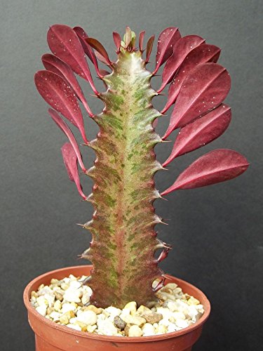 Euphorbia Trigona Rubra African Milk Tree Rare Cactus Plant Exotic Succulent 4&quot