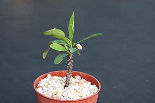 Euphorbia milii tenuispina cacti rare succulent plant 4