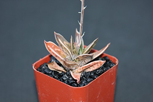 GASTERIA LILIPUTANA exotic rare succulent plant cacti agave gasteraloe 2 pot