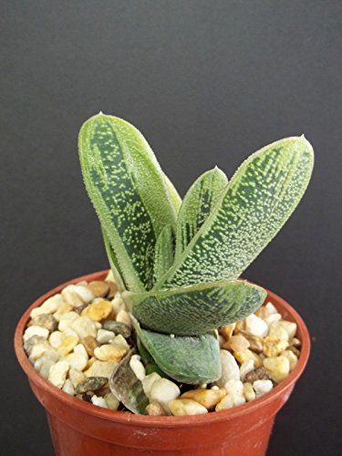 Gasteraloe Cv Little Warty Exotic Rare Succulent Plant Cacti Cactus Bonsai Outdoor Agave 4