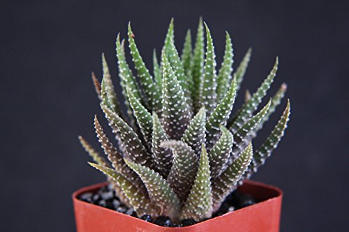 Haworthia Fasciata attenuata rare succulent plant gasteria exotic cactus 2 pot