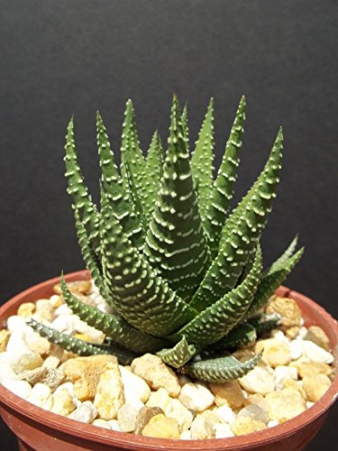 Haworthia Fasciata attenuata rare succulent plant gasteria exotic cactus 4 pot