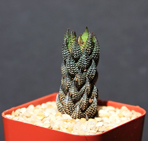 Haworthia Reinwardtii Exotic Rare Succulent Plant Cacti Cactus Bonsai Outdoor Agave 2 Pot Size