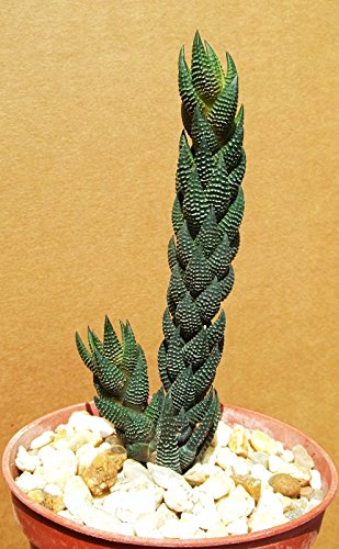 Haworthia reinwardtii rare succulent plant exotic cactus cacti miniature aloe 4