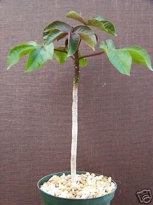 Jatropha gossypiifolia rare succulent plant cacti 6 pot