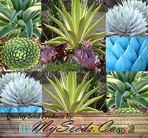 20 Agave Species Seeds Mix - Excellent House Plants Cactus Cacti Succulent 4 Greenhouse Home Outdoor Too