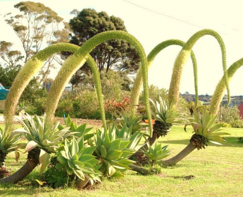 AGAVE ATTENUATA spineless agaves succulent plant seed rare aloe gardens 15 SEEDS