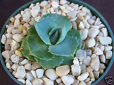 Agave Isthmensis Rare Succulent Plant Miniature Rose Bonsai Cactus Cacti 4&quot Pot