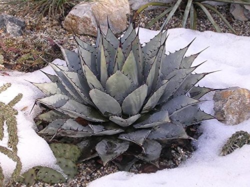 Agave Neomexicana Exotic Succulent Cactus 5 Seeds~ Century Plant