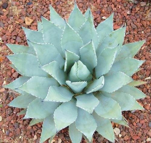 Agave Parryi Var Cousei Hardy Exotic Succulent Aloe Rare Plant Seed 15 Seeds