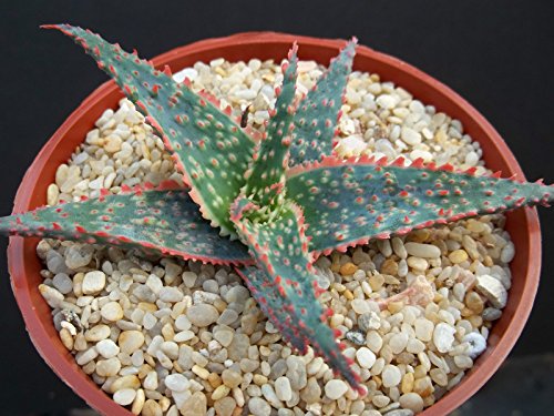Aloe Cultivar Christmas Carol Exotic Rare Color Succulent Plant Cacti Cactus Bonsai Outdoor Agave 4&quot Pot Size