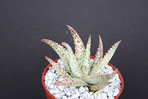 Aloe Cv White Lightning Exotic Rare Succulent Plant Cacti Cactus Bonsai Outdoor Agave 4&quot Pot Size