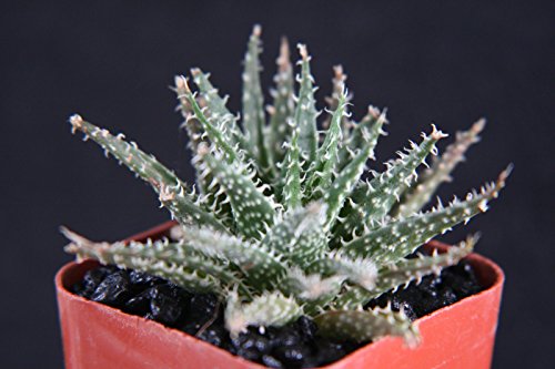 Aloe Haworthioides Exotic Rare Succulent Plant Cacti Cactus Bonsai Outdoor Agave 2&quot Pot Size