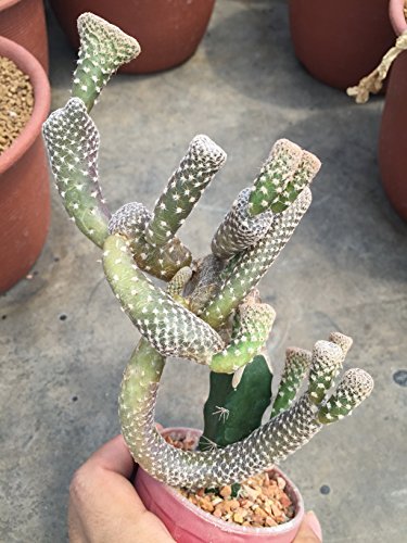 Cactus Sp Rare Ariocarpus - Cacti Succulent Haworthia Agave Lithops Plants