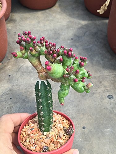 Cactus sp Vaeiegata Rare Mammillaria Astrophytum Agave Succulent Plant Haworthia