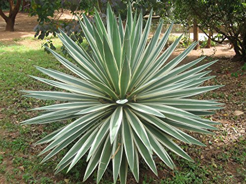 Heirloom Agave Angustifolia Variegated  Exotic Succulent Rare Cactus Seed Plant 15 Seeds