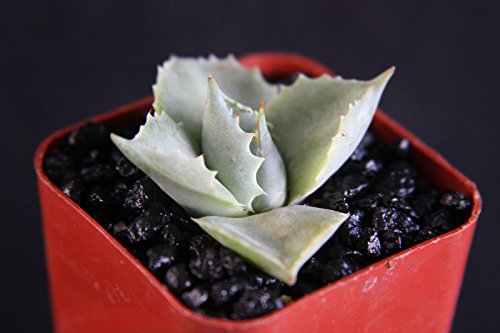 Heirloom Agave Isthmensis Rare Succulent Plant Miniature Rose Bonsai Cactus Cacti 2&quot Pot
