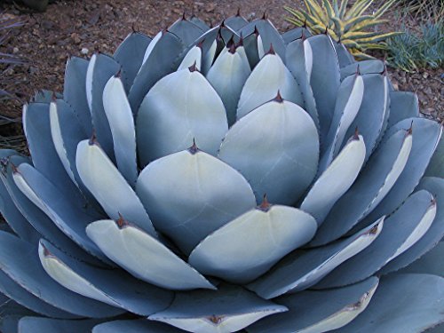 Heirloom Agave Parryi Truncata Rare Succulent Artichoke Plant Exotic Garden Seed 50 Seeds