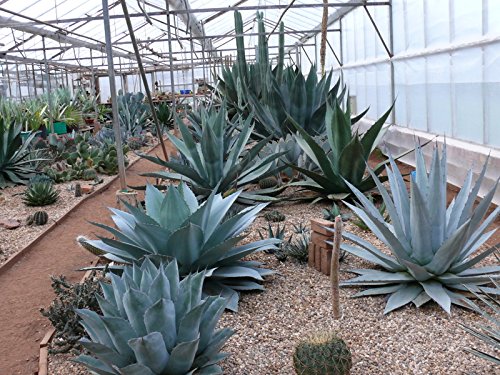 Heirloom Agave Salmiana Rare Succulent Pulque Century Plant Exotic Garden Seed 15 Seeds