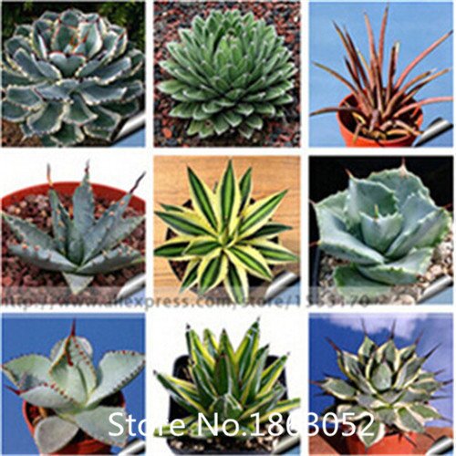 Promotion 100pcs 100 Genuine Rare Agave Seeds Plant Tree Seeds Herbs Flower Seeds Succulent Plant Free Shipping