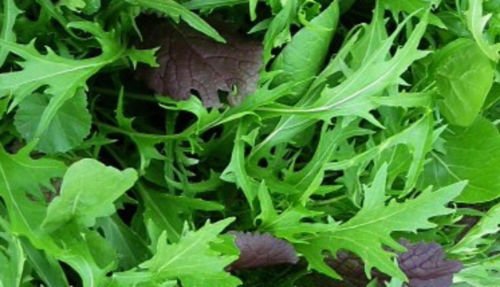 1000 Mizuna Seeds ~ Japanese Salad Greens ~ Exotic Garden Vegetable ~ Annual