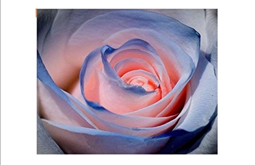 20 PinkBlue Rose Seeds Rare Exotic Garden Plants Flower Perennials Outdoor