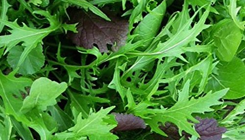 500 Mizuna Seeds ~ Japanese Salad Greens ~ Exotic Garden Vegetable ~ Annual