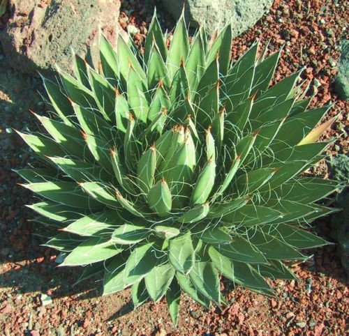 AGAVE FILIFERA rare succulent thread leaf plant seed exotic garden aloe 15 SEEDS