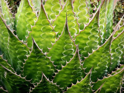 AGAVE MONTANA rare succulent hardy century plant exotic garden seed 50 SEEDS
