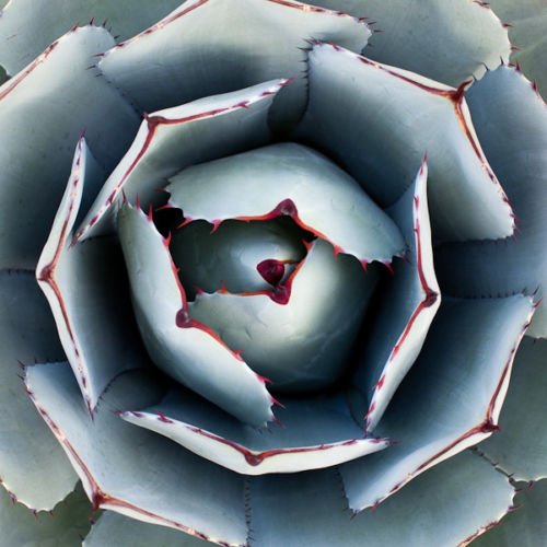 AGAVE PARRYI TRUNCATA rare succulent artichoke exotic garden aloe seed 100 SEEDS