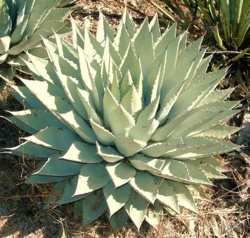 AGAVE PARRYI rare succulent mescal century plant exotic garden seed --15 SEEDS
