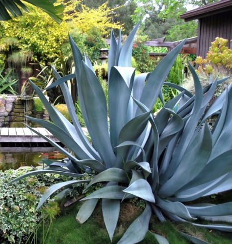 AGAVE SALMIANA rare succulent pulque century plant exotic garden seed -15 SEEDS