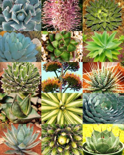 AGAVE variety MIX rare plant exotic garden desert succulent landscape -30 seeds